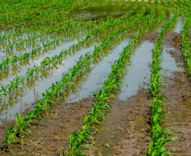 Niederschlag in der Landwirtschaft zurückhalten - insbes für Dürrezeiten